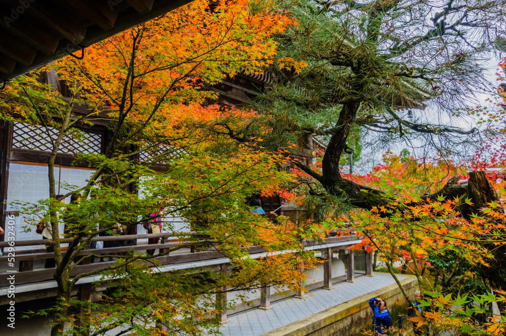 京都の紅葉