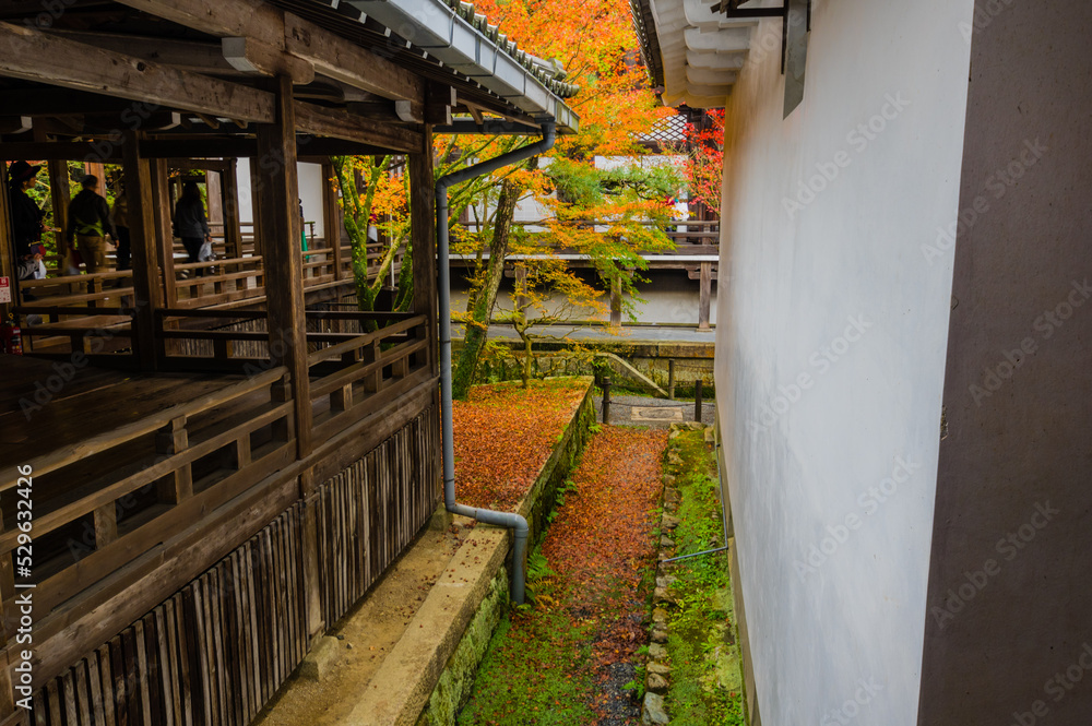 京都の紅葉