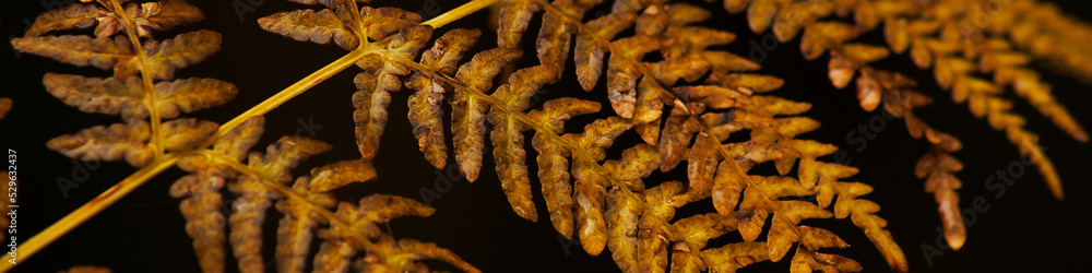 Universal banner with the branch of a fern Universal banner with the branch of a fern