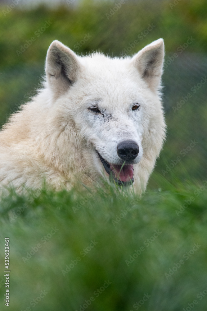Hudson Bay wolf (subspecies of grey wolf) in captivity at Woodside Wildlife Park in Lincolnshire, UK Hudson Bay wolf (subspecies of grey wolf) in captivity at Woodside Wildlife Park in Lincolnshire, UK