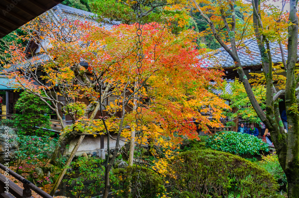 京都の紅葉