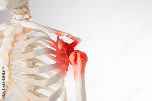 Shoulder blade, scapula and humerus, man's shoulder pain, skeleton body anatomy