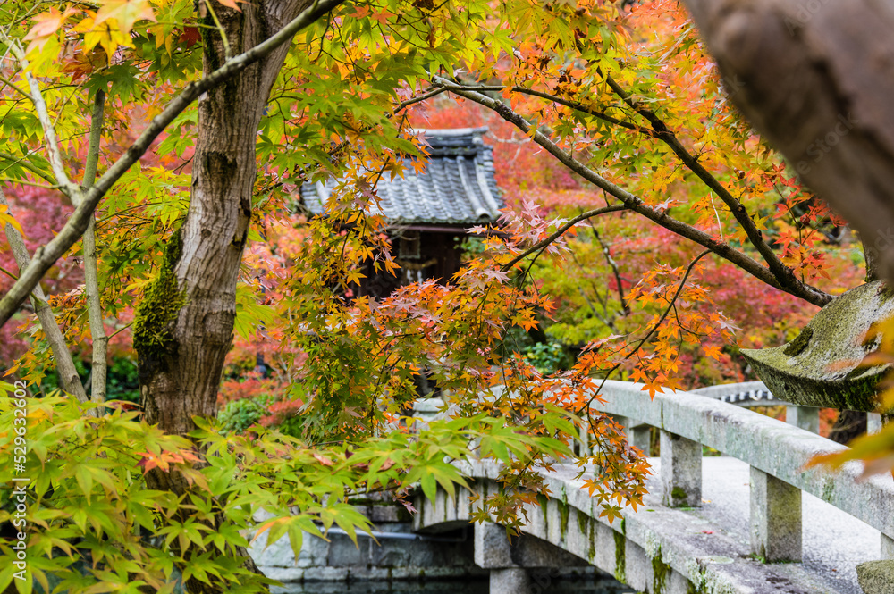 京都の紅葉