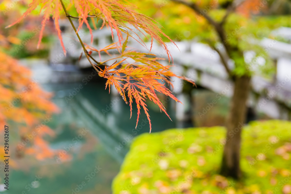 京都の紅葉
