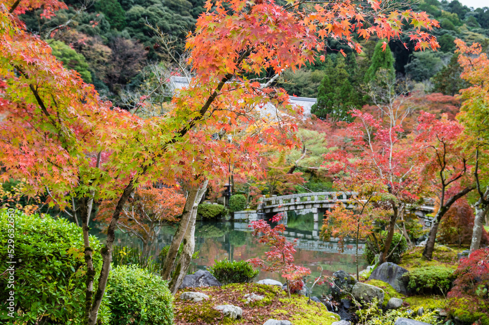 京都の紅葉