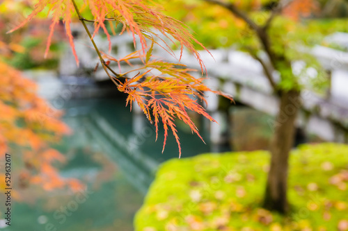 Obraz na płótnie 京都の紅葉 w salonie