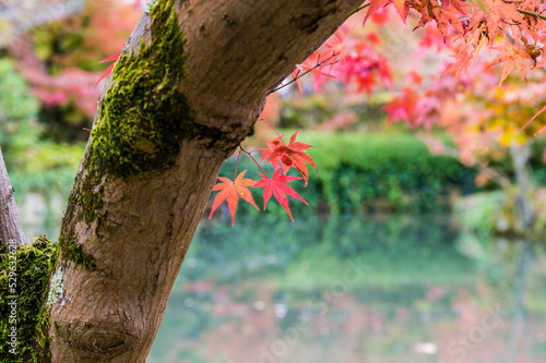 Obraz na płótnie 京都の紅葉 w salonie