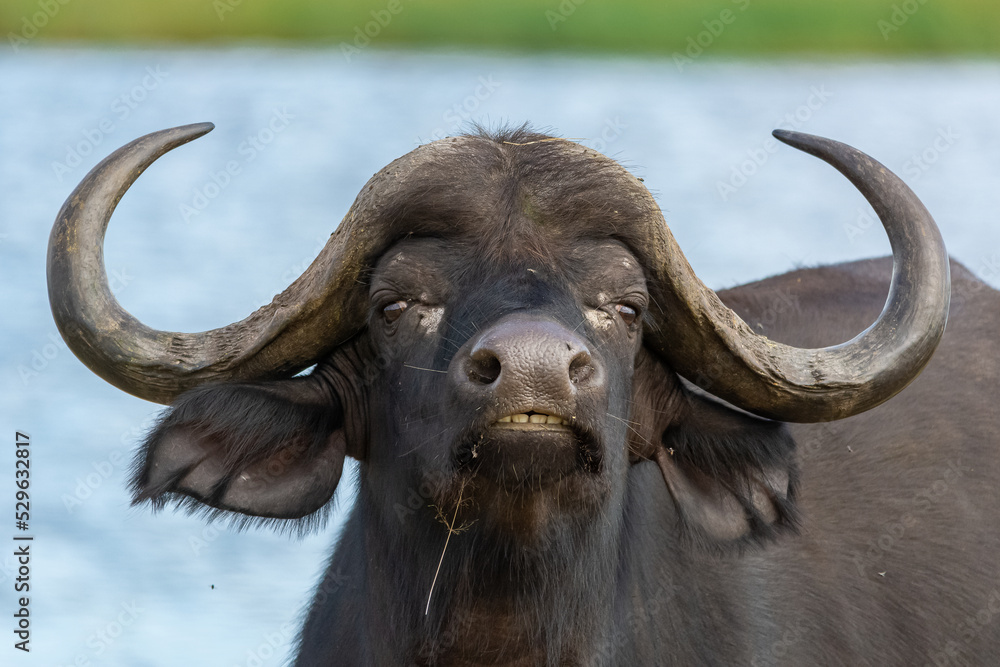Portrait of African buffalo - Syncerus caffer - with blue water in background at Chobe Riverfront National Park in Botswana. Portrait of African buffalo - Syncerus caffer - with blue water in background at Chobe Riverfront National Park in Botswana.