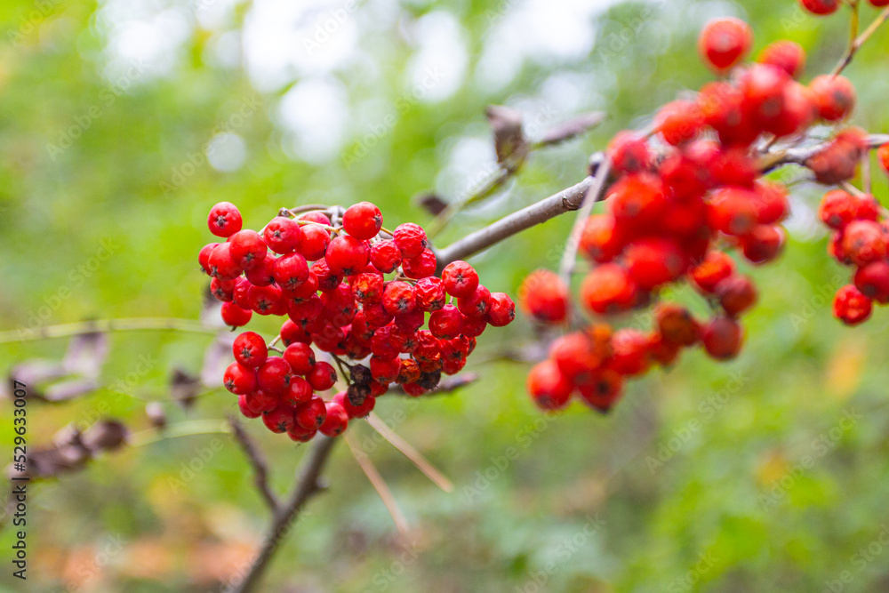 Bright rowan berries in the autumn forest Bright rowan berries in the autumn forest