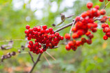 Bright rowan berries in the autumn forest