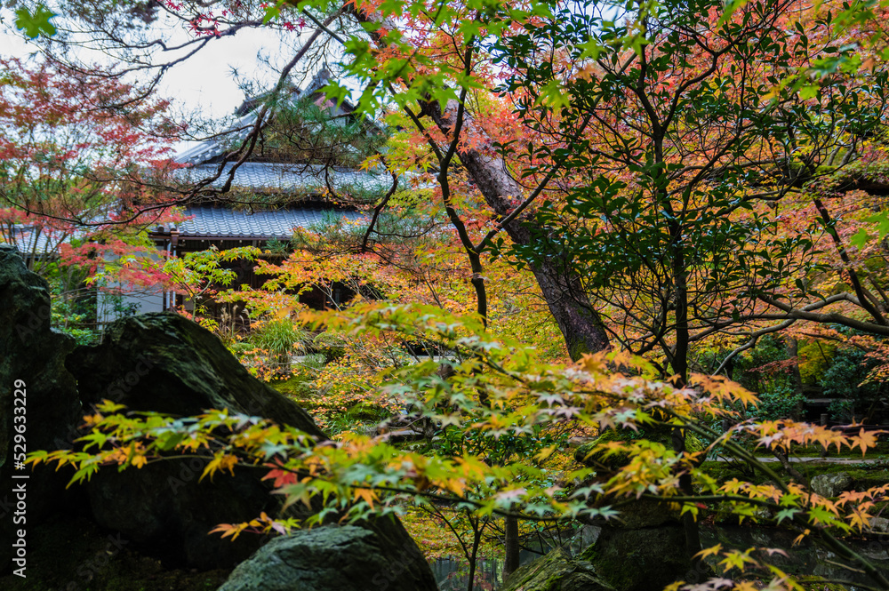 京都の秋