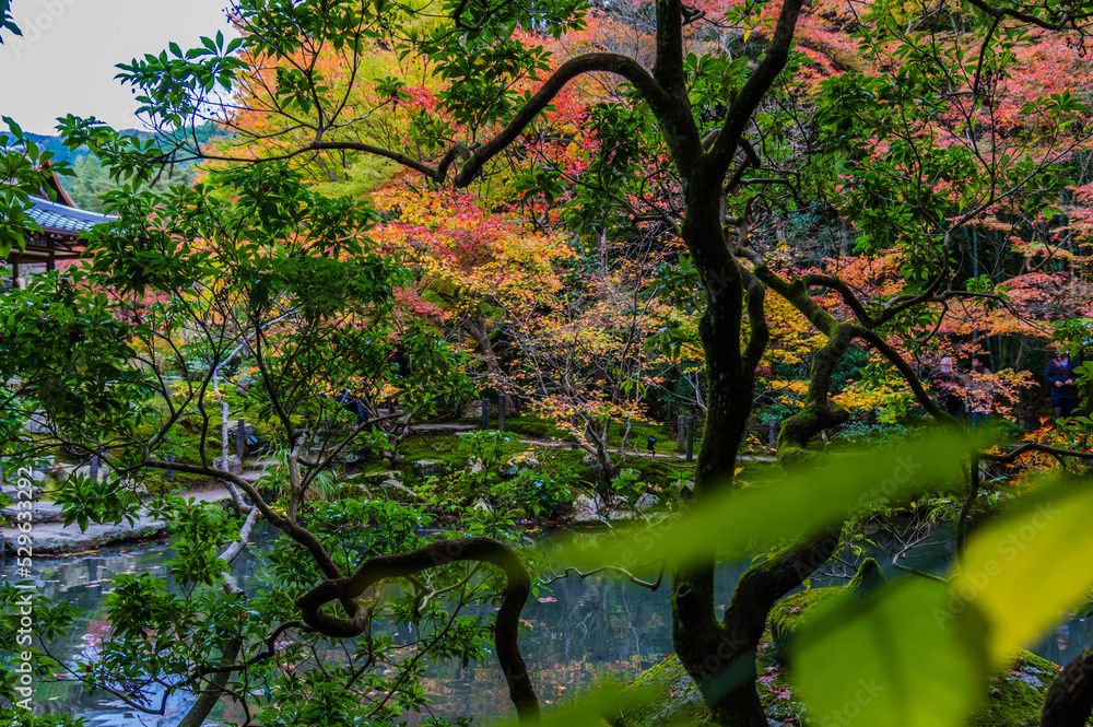 京都の秋