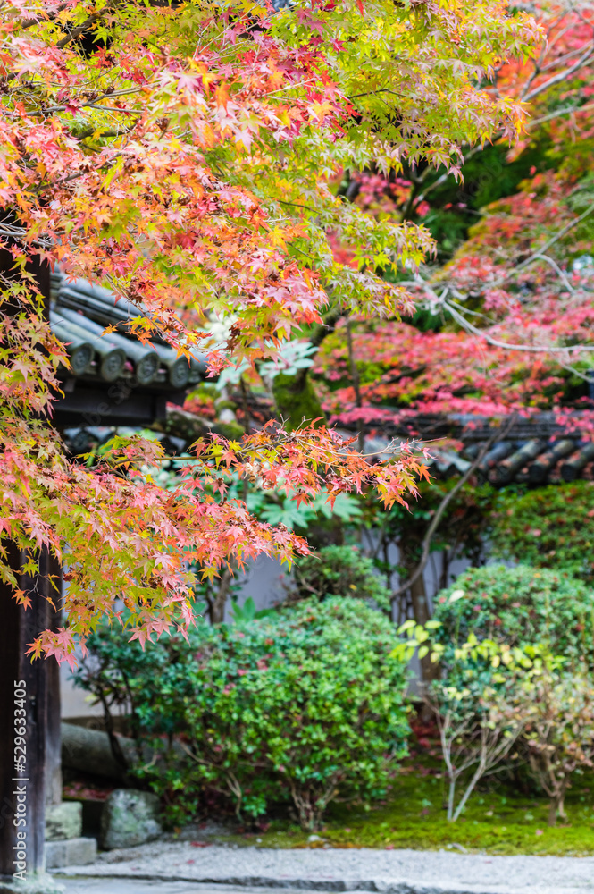 京都の秋