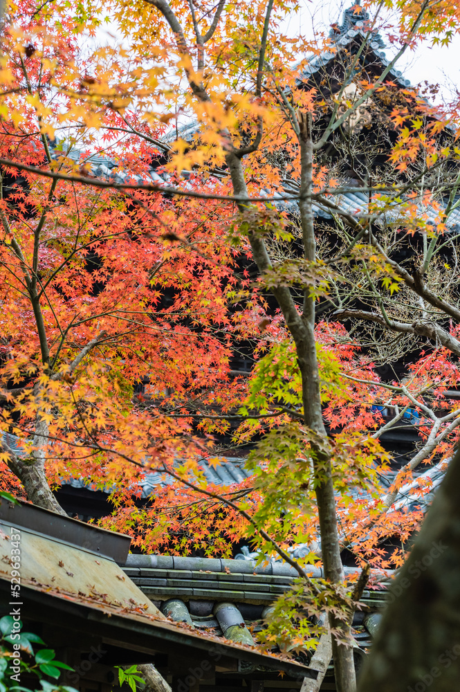 京都の秋