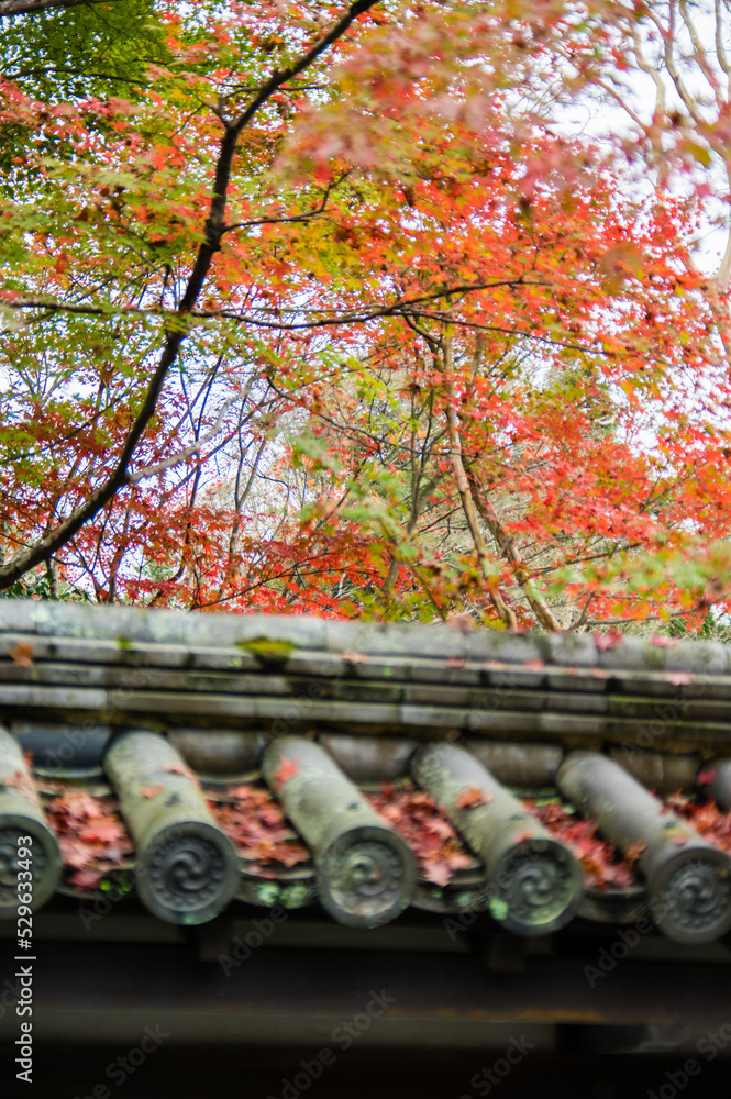 京都の秋