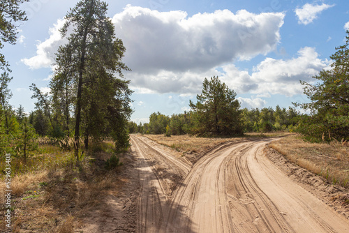 A road in a coniferous forest on a sunny day. Ukraine