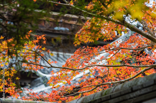 京都の秋