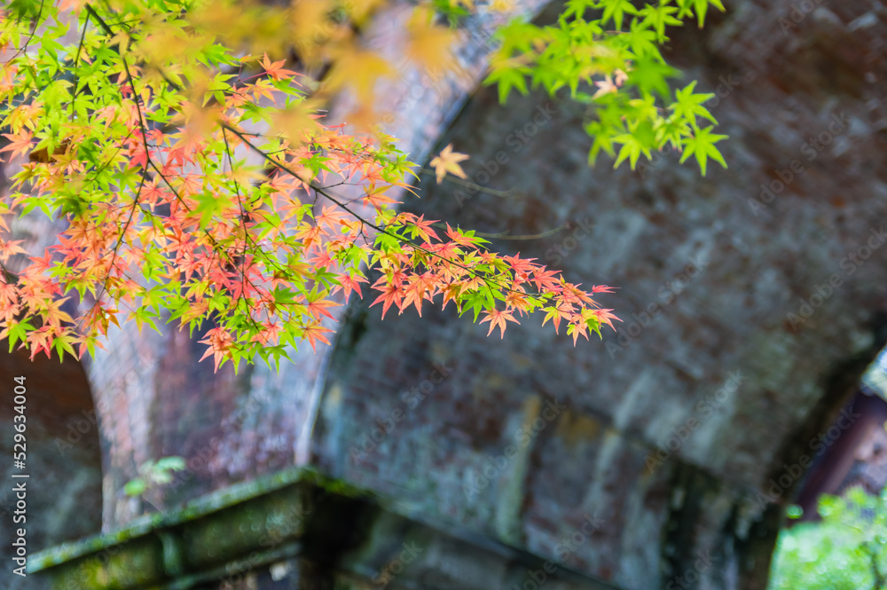 京都の紅葉