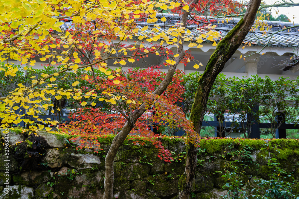 京都の紅葉