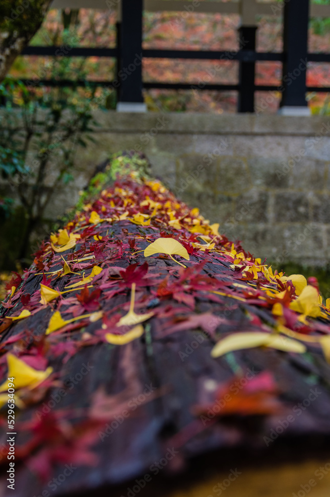 京都の紅葉