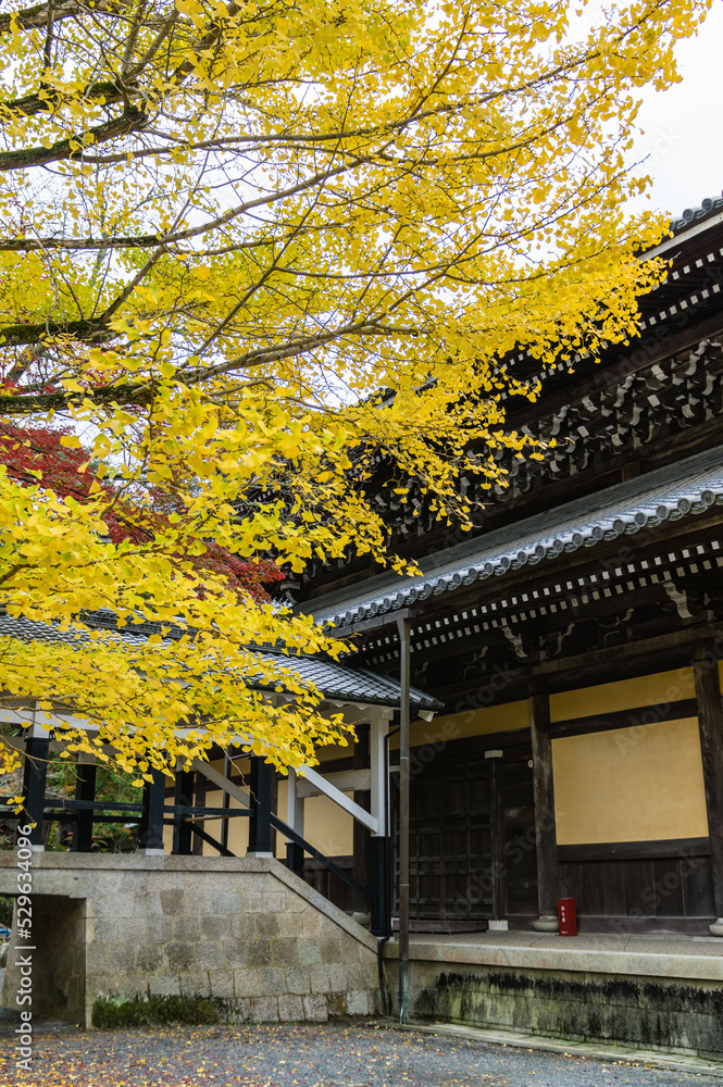 京都の紅葉
