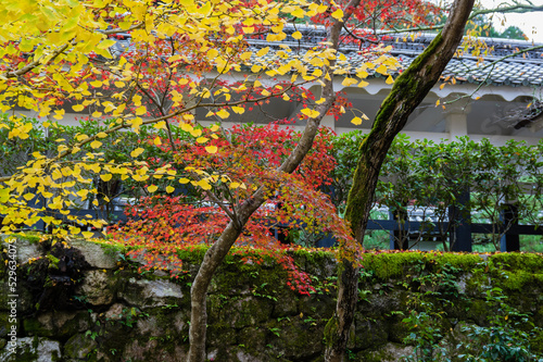 Obraz na płótnie 京都の紅葉 w salonie