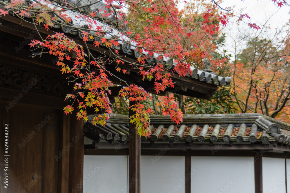 京都の紅葉