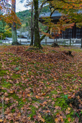 Obraz na płótnie 京都の紅葉 w salonie