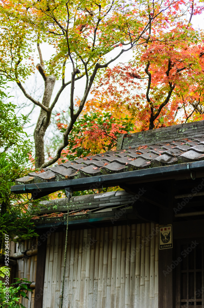 京都の紅葉