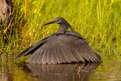 Black heron - Egretta ardesiaca - covering the water with wings. Photo from Okavonga Delta in Bostwana.