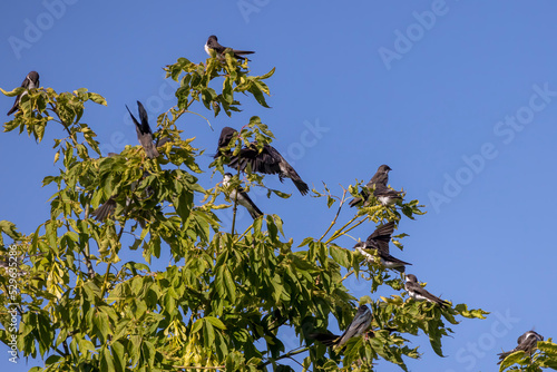 Purple Martin (progne subis) and Tree swallow (Tachycineta bicolor) they sit together in one flock on a tree during the migration to the south. photo