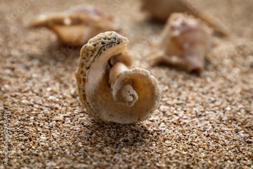 Seashell on the beach, Sandy beach, sand, tropical background, wallpaper. Summer background. Beautiful nature modern art.