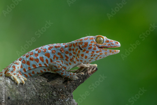 tokay gecko opening its mouth on a branch with green bokeh background