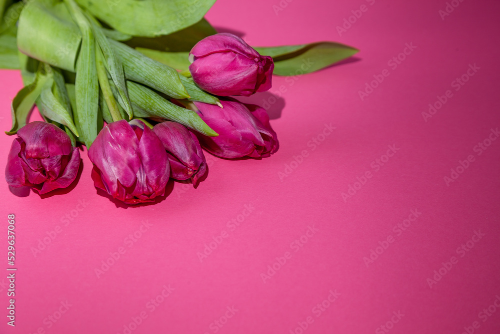 Pink tulips bouquet on background with place for text. Tulip flower. Spring flowers. Copy space. Pink tulips bouquet on background with place for text. Tulip flower. Spring flowers. Copy space.