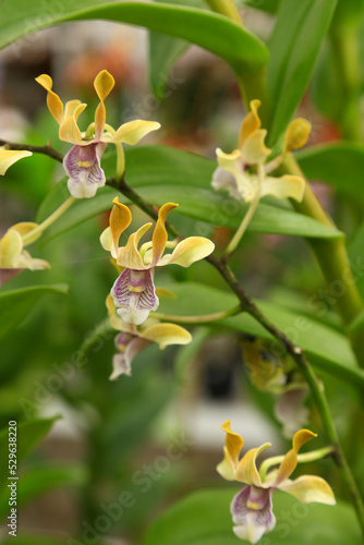 Dendrobium discolor or antler orchid