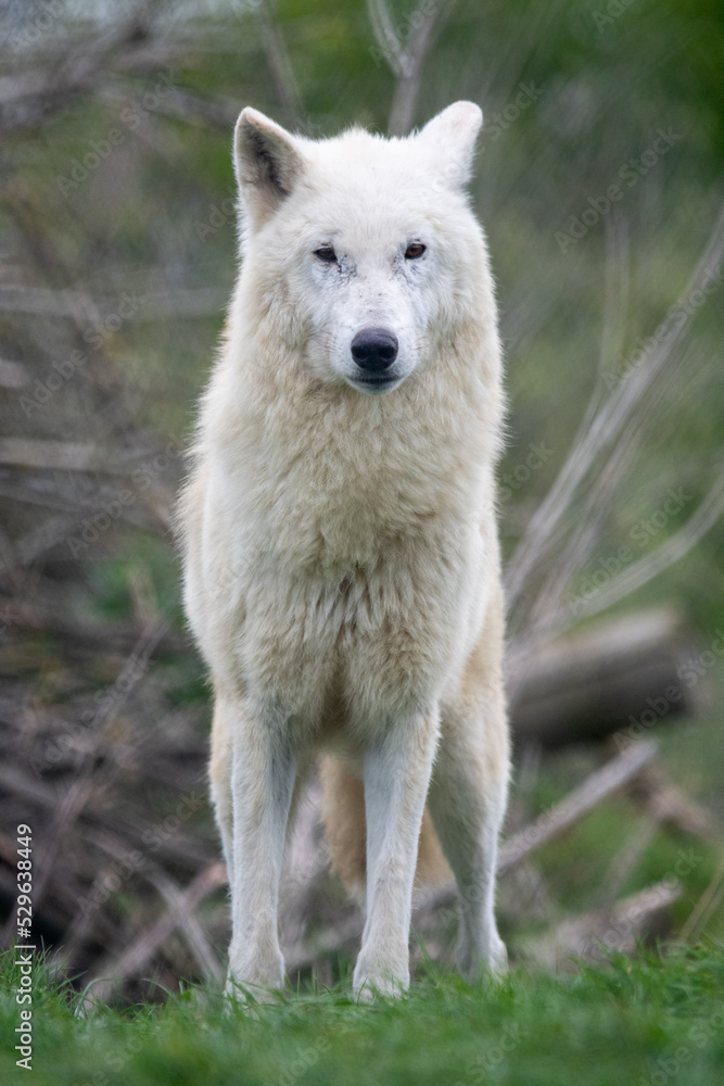 Hudson Bay wolf (subspecies of grey wolf) in captivity at Woodside Wildlife Park in Lincolnshire, UK Hudson Bay wolf (subspecies of grey wolf) in captivity at Woodside Wildlife Park in Lincolnshire, UK