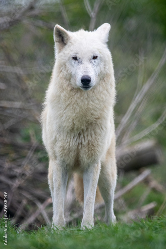 Hudson Bay wolf  subspecies of grey wolf  in captivity at Woodside Wildlife Park in Lincolnshire  UK