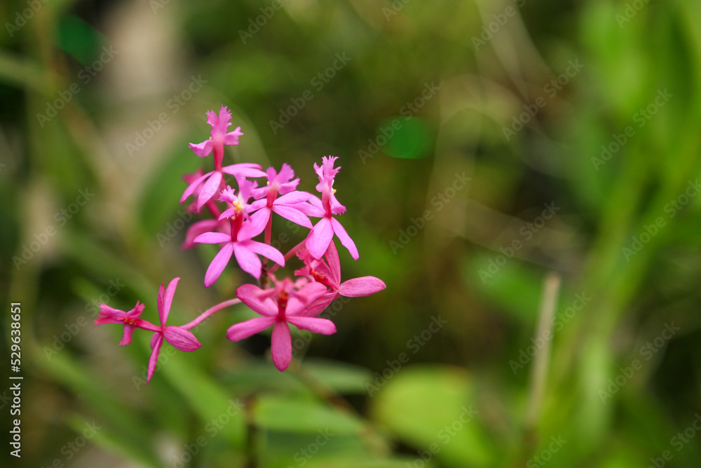 Crucifix orchid, epidendrum secundum orchid Crucifix orchid, epidendrum secundum orchid