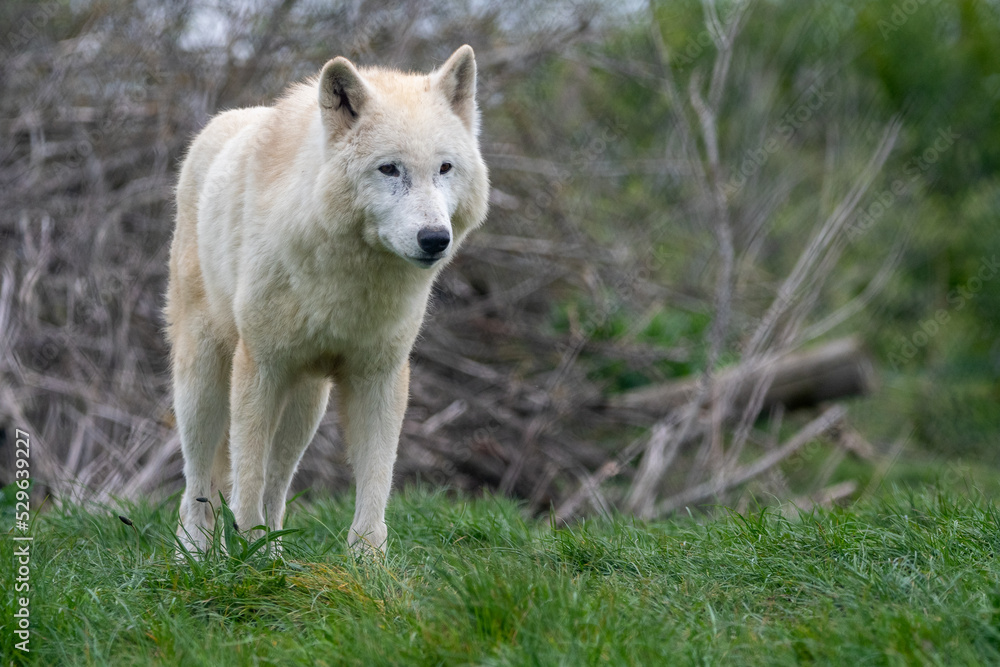 Hudson Bay wolf (subspecies of grey wolf) in captivity at Woodside Wildlife Park in Lincolnshire, UK Hudson Bay wolf (subspecies of grey wolf) in captivity at Woodside Wildlife Park in Lincolnshire, UK