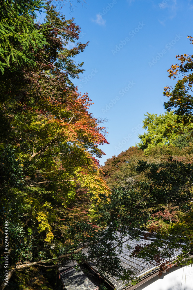 大阪府岸和田大威徳寺の秋風景