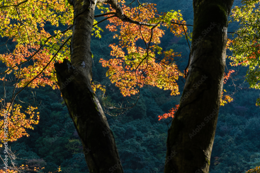 大阪府岸和田大威徳寺の秋風景