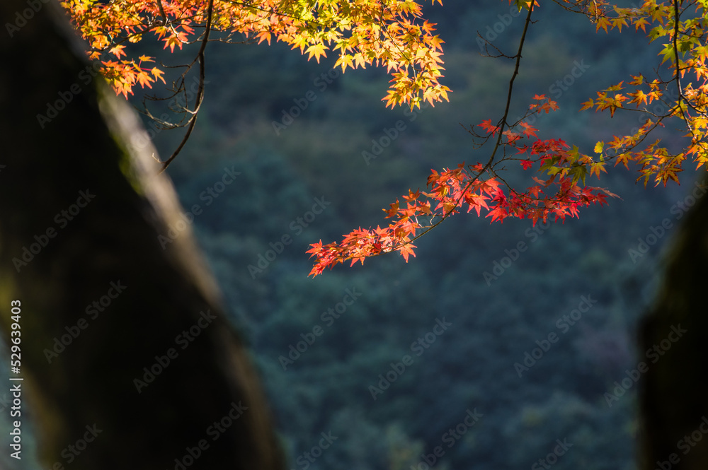 大阪府岸和田大威徳寺の秋風景