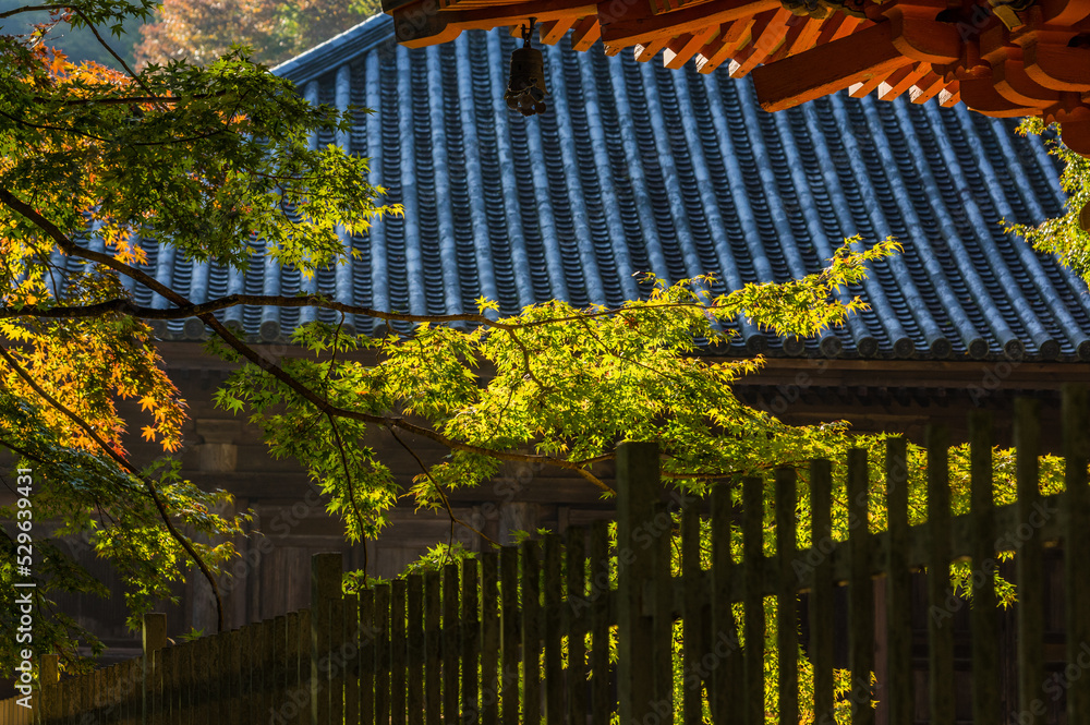 大阪府岸和田大威徳寺の秋風景