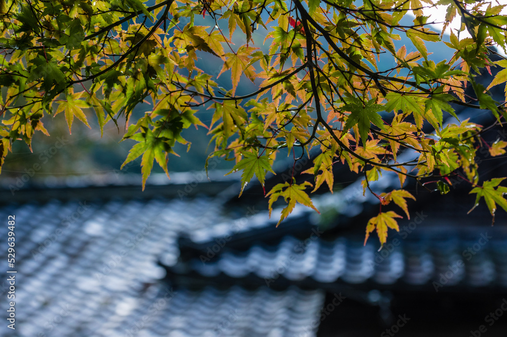 大阪府岸和田大威徳寺の秋風景