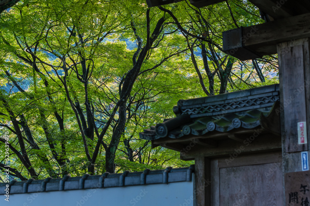大阪府岸和田大威徳寺の秋風景