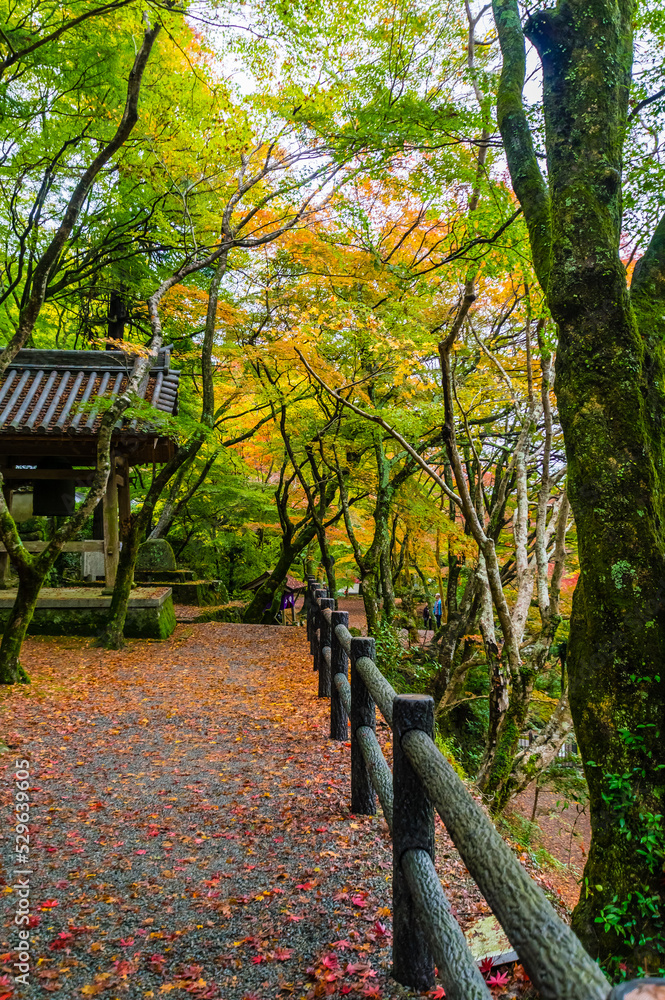 大阪府岸和田大威徳寺の秋風景