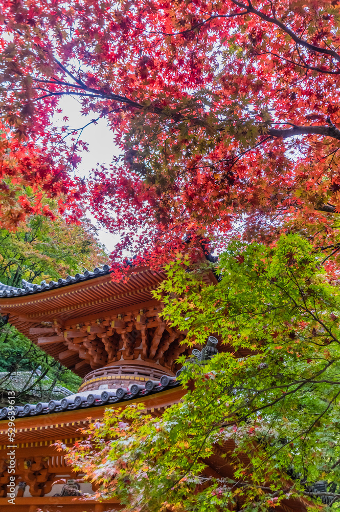 大阪府岸和田大威徳寺の秋風景