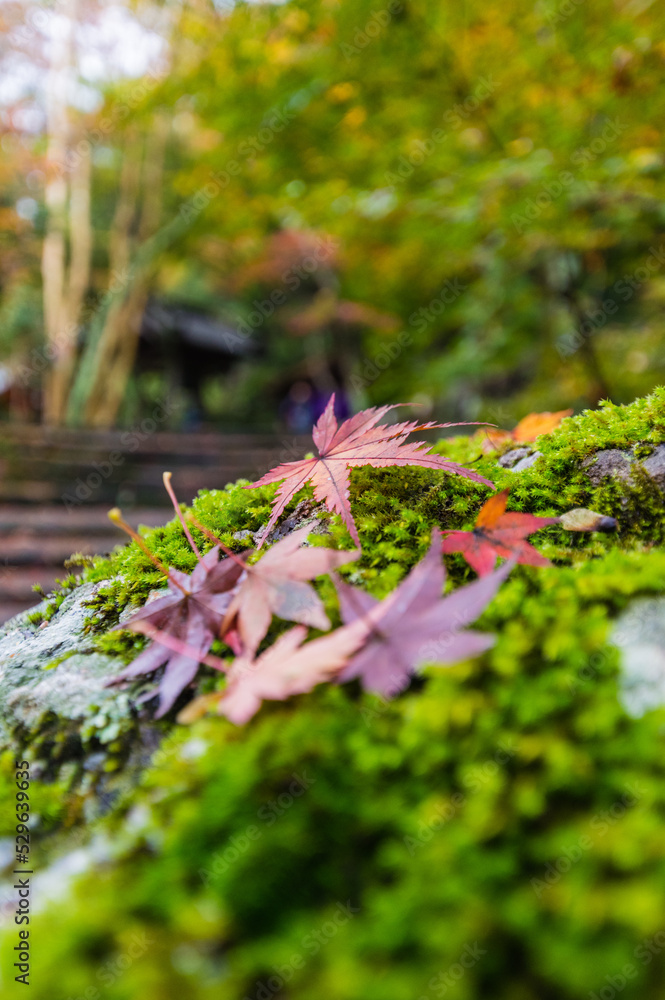 大阪府岸和田大威徳寺の秋風景