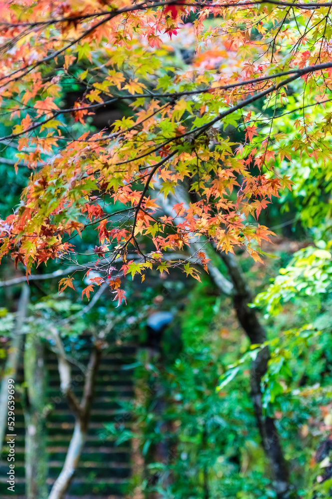 大阪府岸和田大威徳寺の秋風景