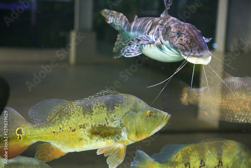 A peacock bass fish and tiger catfish photo